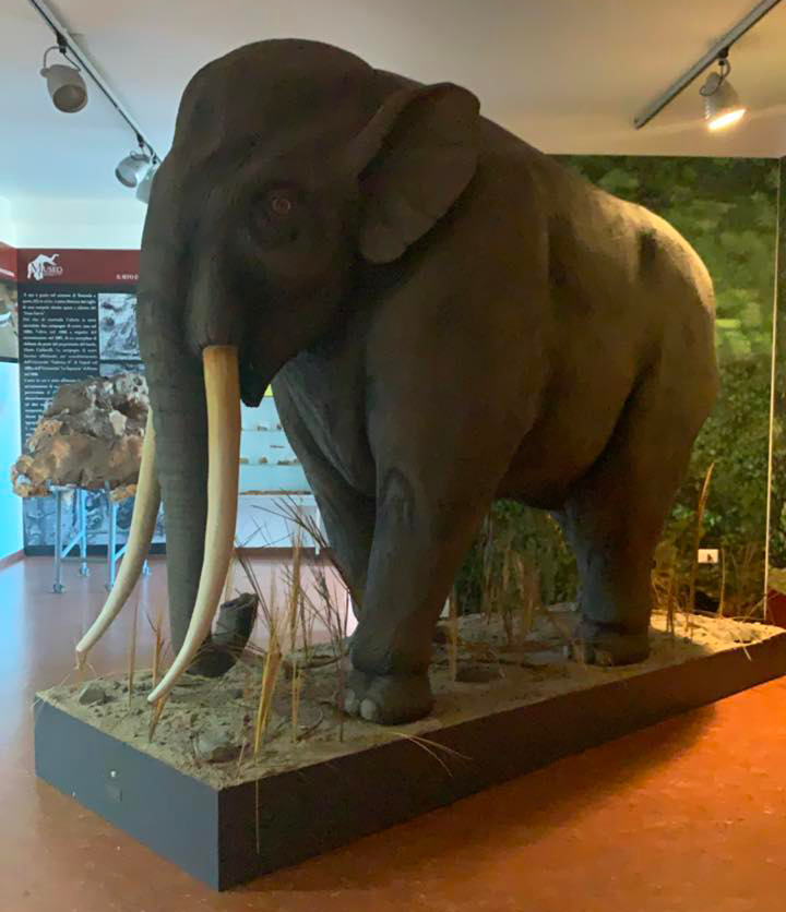 Elephas